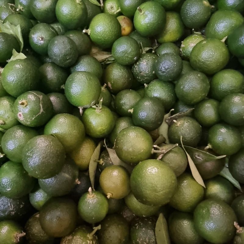 

500 GRAM JERUK SONKIT / JERUK KUNCI / LEMON CUI / SONKIT PONTIANAK / KASTURI / SONGKIT