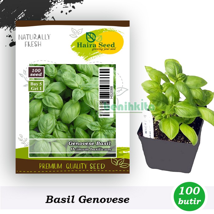 Benih-Bibit Basil Genovese (Haira Seed)