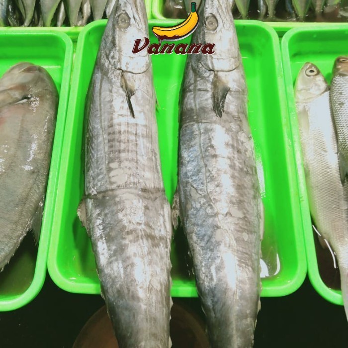 

Ikan Tenggiri/Tengiri 1kg(1000g)