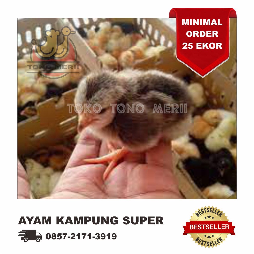 DOC Anak Ayam Kampung Super / Ayam Joper - Isi 25 Ekor