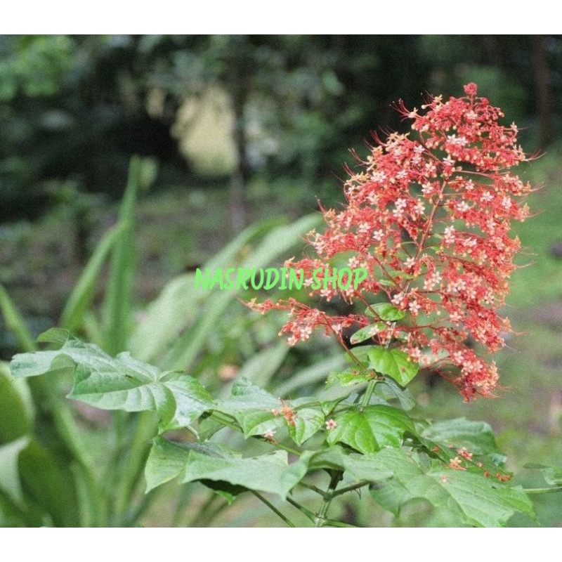 

[Fresh] BIBIT BUNGA PAGODA MERAH (BONGGOLAN) BIBIT PAGODA MUDAHTUMBUH BUKAN KALIANDRA