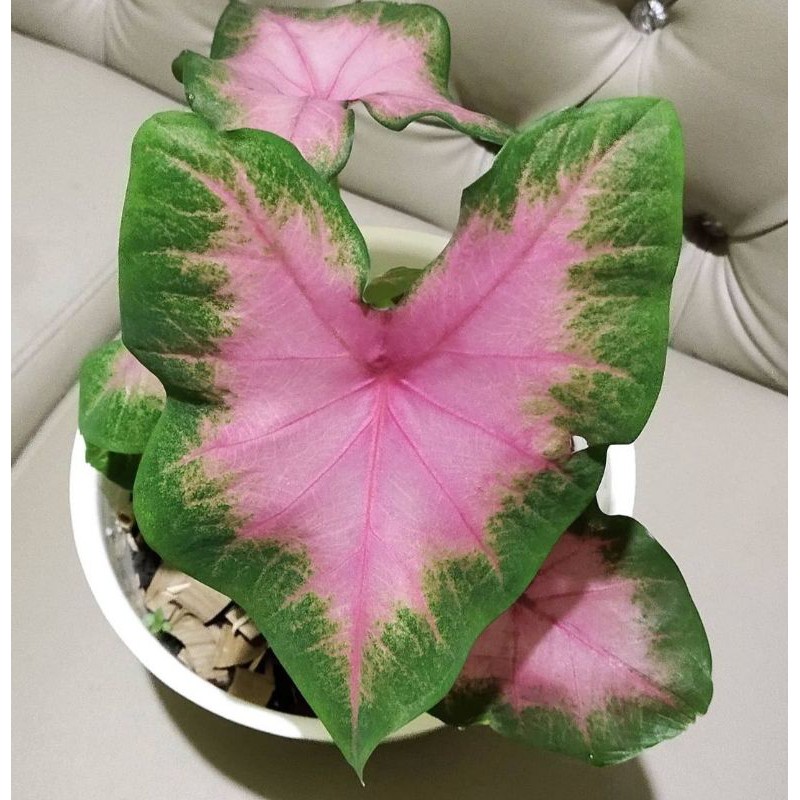 bibit caladium cathleen / caladium pink / caladium bicolour / lompong pink / keladi pink murah