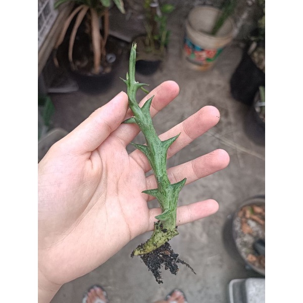 Kaktus Huernia Orbea (Cula Badak) Murah | Kaktus Sukulen mini huernia  gymno cereus opuntia MURAH