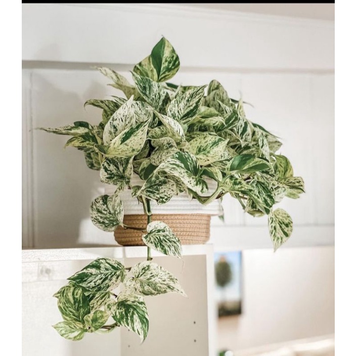 epipremnum marble queen