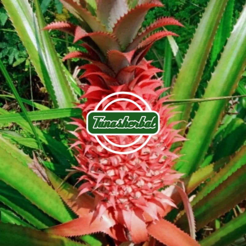 

Nanas Merah Nanas Muda Asli Segar 1Kg