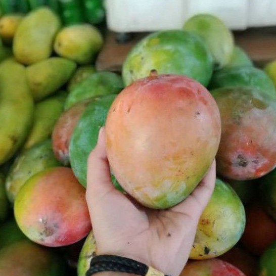 

BUAH MANGGA BRAZIL
