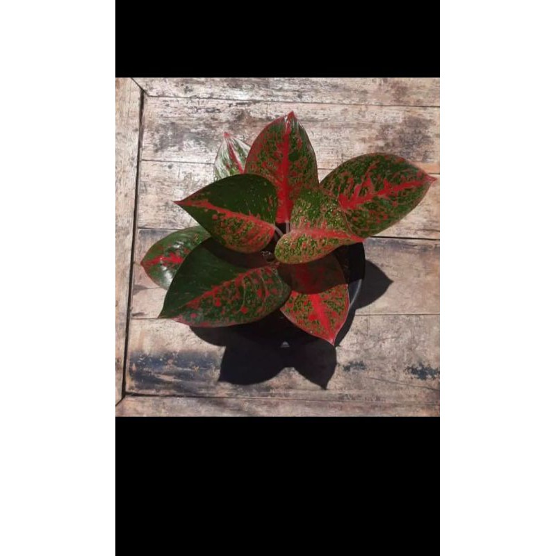 AGLONEMA RED STARDUST DEWASA