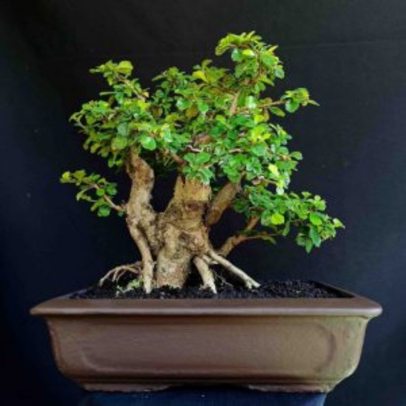 Bonsai Pohon Hokianti Sidogurih Sidopuri Small

