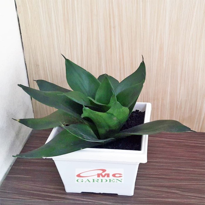 Lidah Mertua Mini Sansevieria Sansivera Pagoda Hahnii Jade Hijau 0709