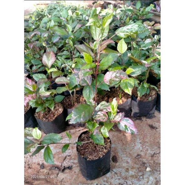 tanaman hias bunga sepatu daun tricolour bunga merah