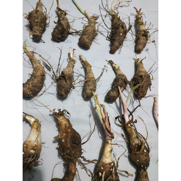 UMBI BUNGA SEDAP MALAM / BIBIT SEDAP MALAM