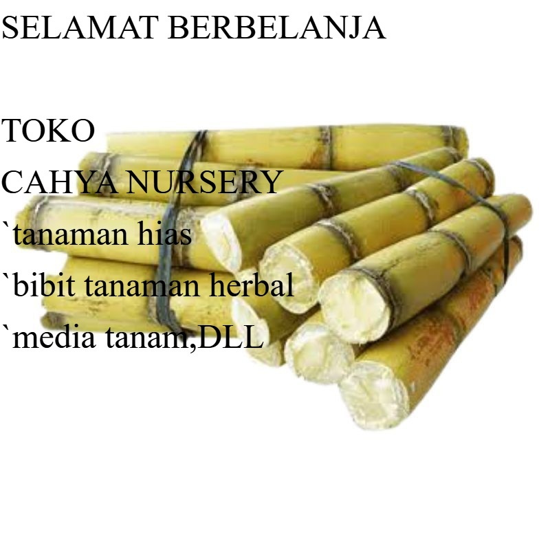

PROMO Tebu kuning segar 1kg rasa manis