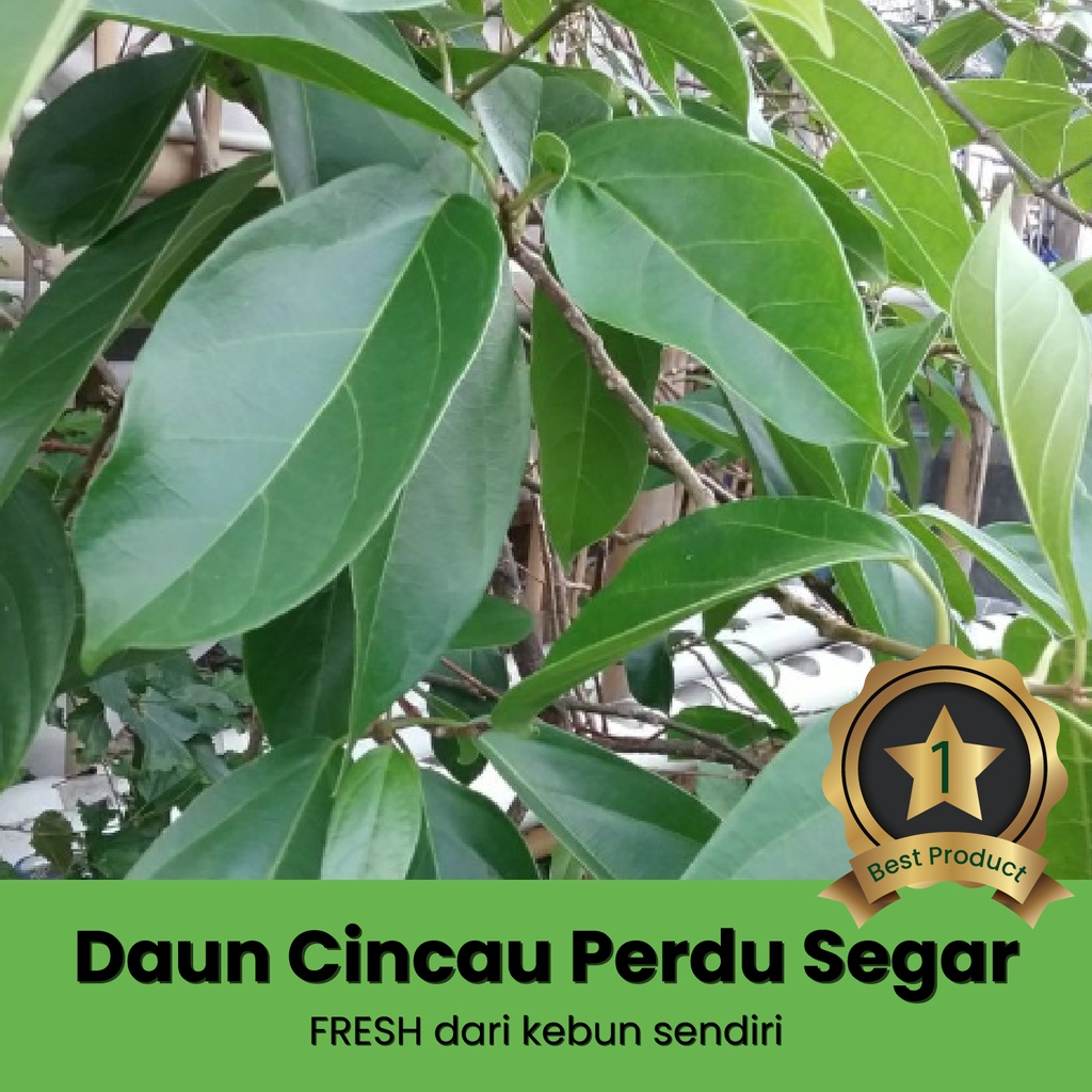 

daun cincau hijau perdu segar fresh untuk bahan buat minuman es cincau jelly cincau tanaman asli kebun sendiri surabaya banyuwangi pohon cincau non rambat non bulu cincau organik cincau non pestisida