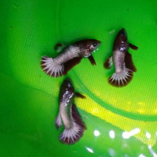 Ikan Cupang fccp star tail