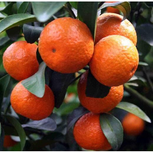 PROMO 2 POHON JERUK SANTANG MADU (MEDAN) BSSG