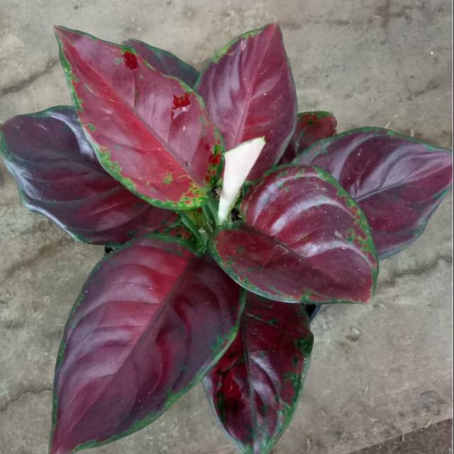 аглаонема блэк марун. аглаонема цинта. аглаонема циркон. аглаонема блэк марун голландская. аглаонема диадема.