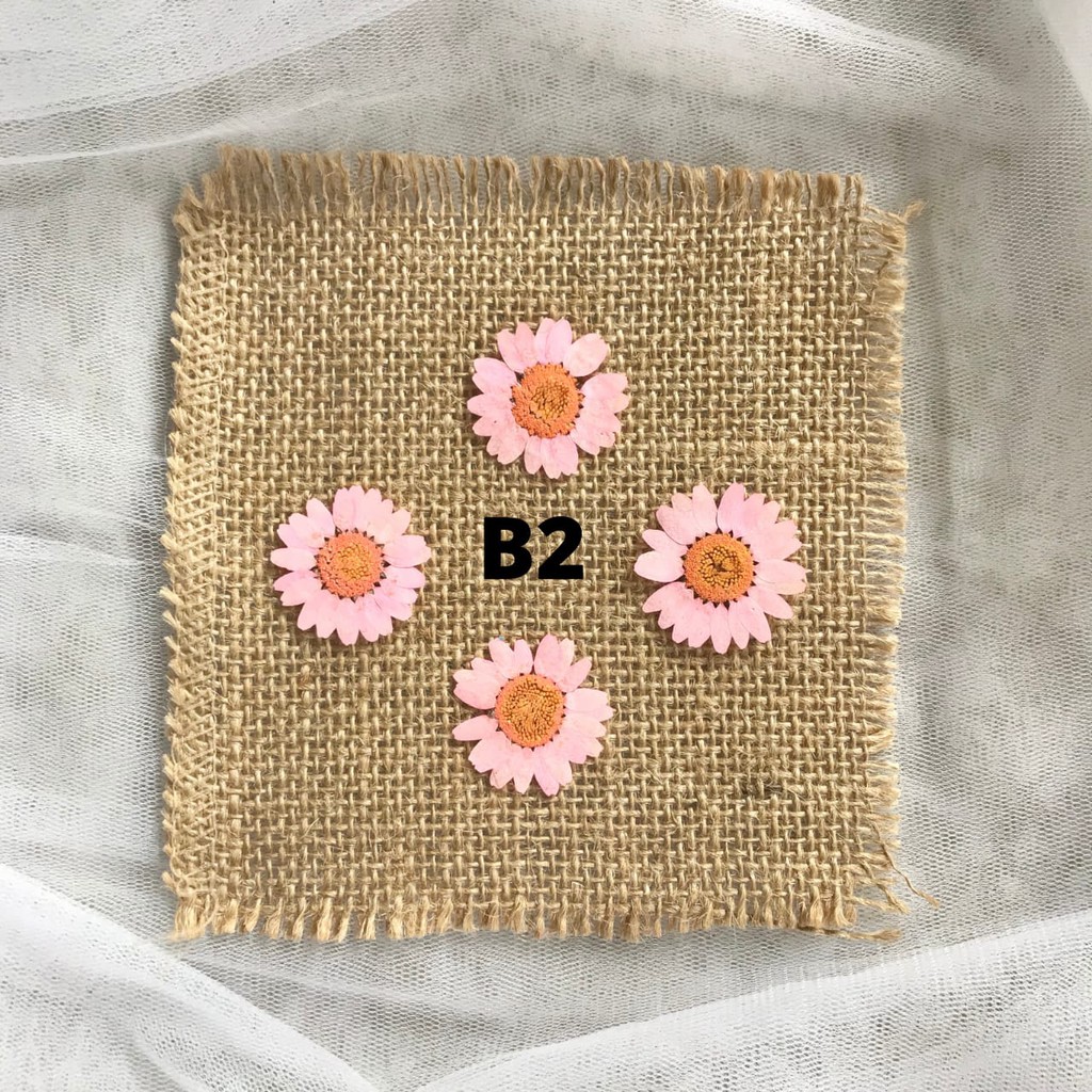 Pressed dried Flower Bunga kering daisy pink