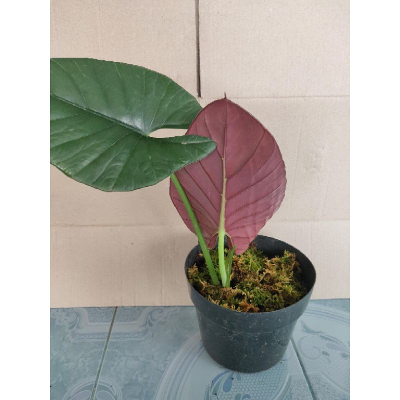 Alocasia reginae