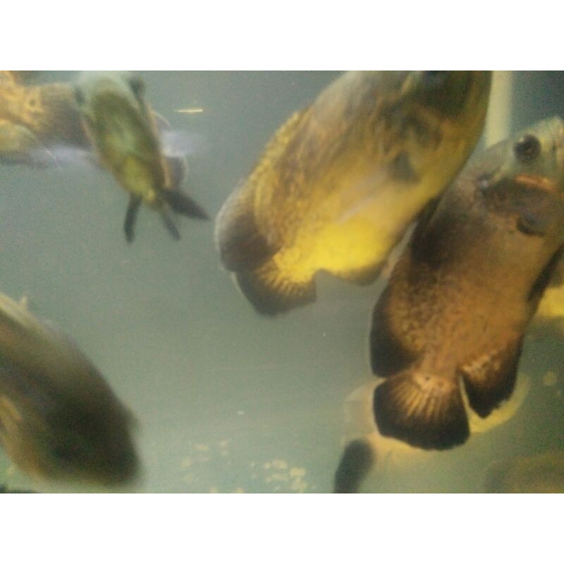 Oscar Paris tembaga 17cm