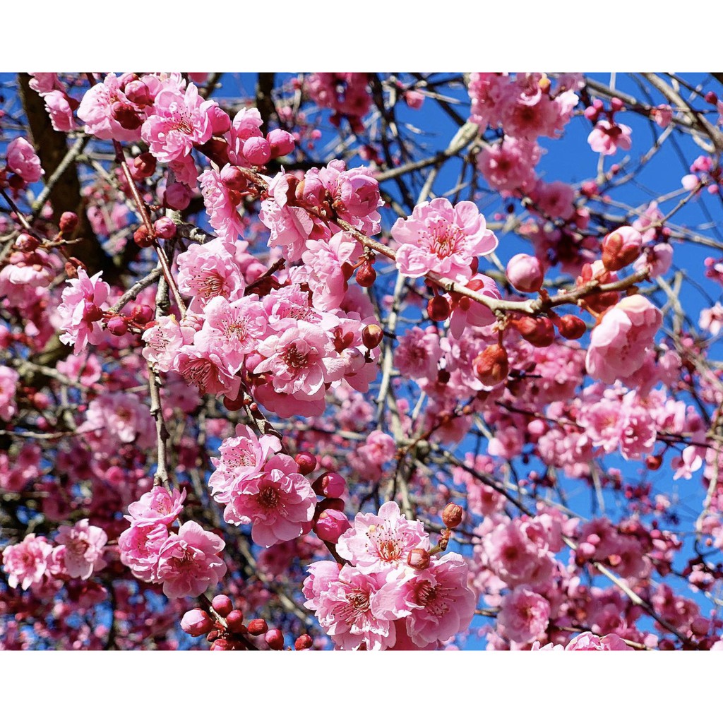 Benih Bibit Biji - Bunga Sakura (Japanese Cherry Blossoms) Flower Seeds - IMPORT JAPAN