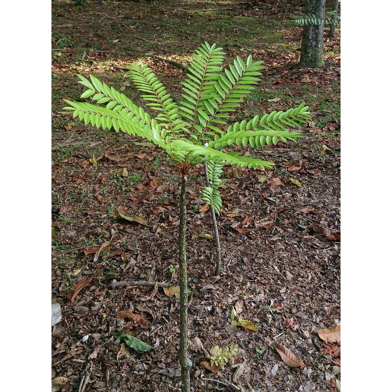 Akar Pasak Bumi Kalimantan