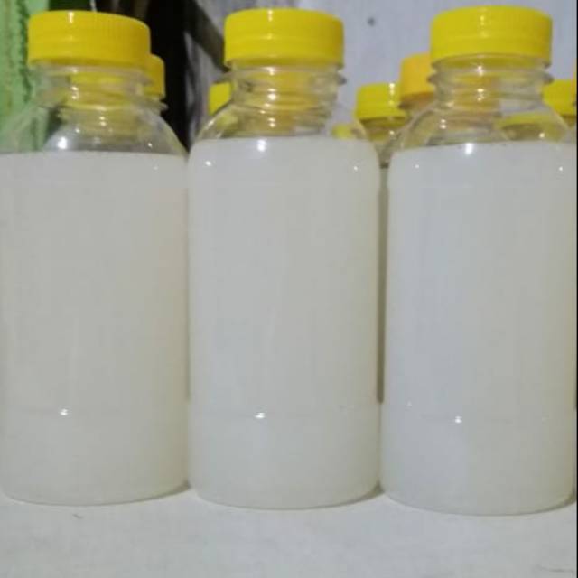 

Madu klanceng hutan baduy