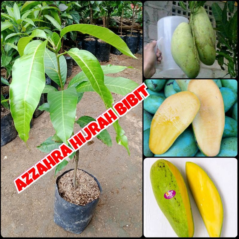 bibit tanaman buah mangga golek