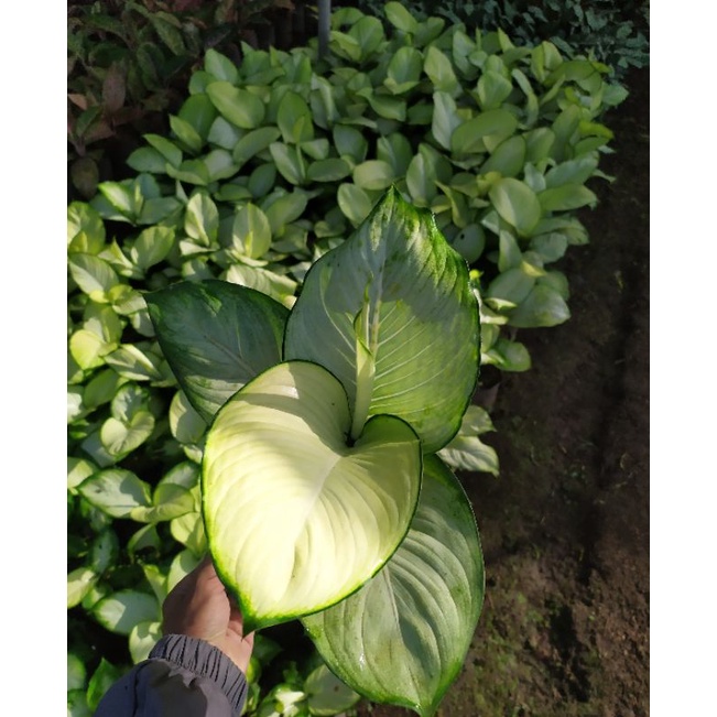 difen tisu/difen putih