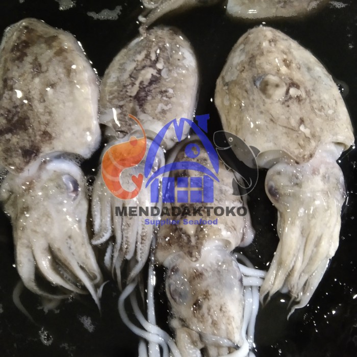 

cumi sontong / balakutak fresh @1kg