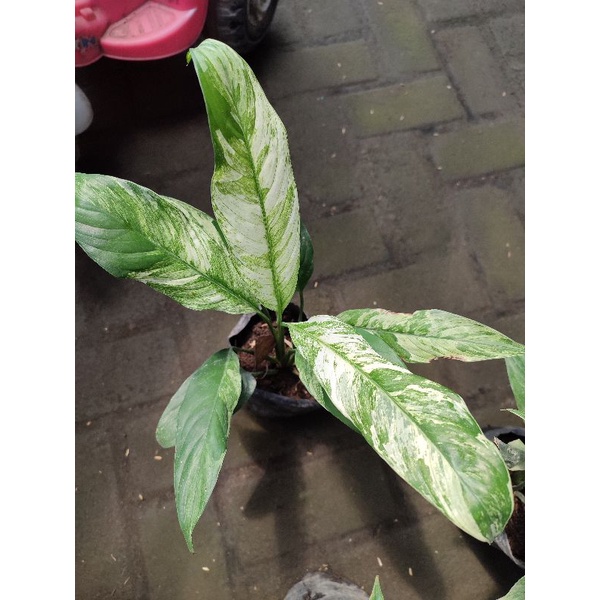 Tanaman Hias spatufilum variegata peace lily variegata lokal