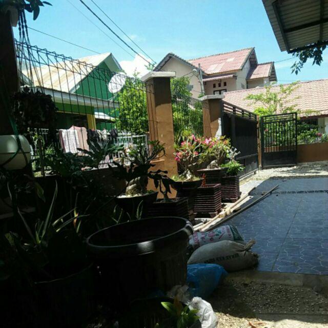 Bibit Bunga Kamboja Jepang