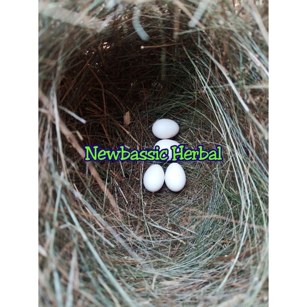 

telur burung emprit