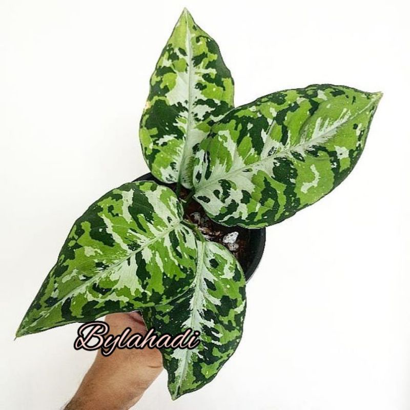 Aglounema pictum tricolor