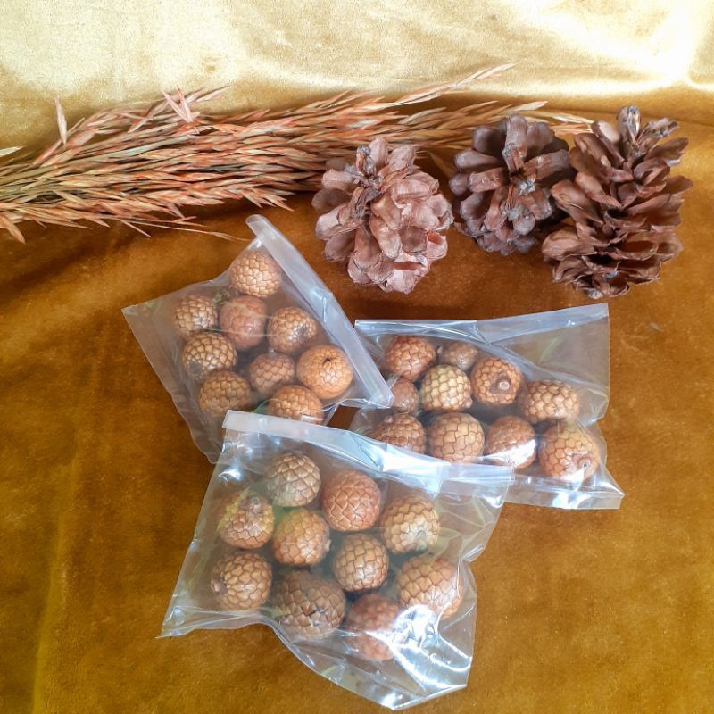 Biji rotan kering || TERMURAH