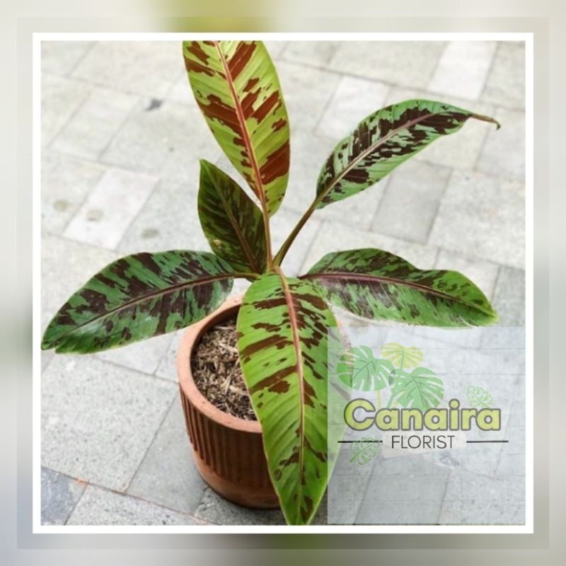 Bibit Tanaman Hias Blood Banana