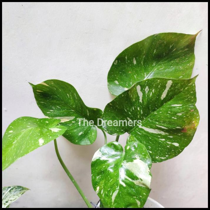 New Monstera Varigata Variegata Flag Albino Tanaman Hias Kolektor Shopee Indonesia