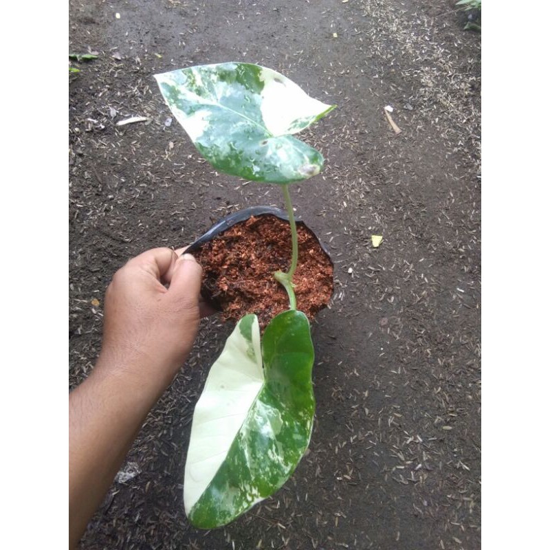 SENTE VARIGATA(ANAKAN)