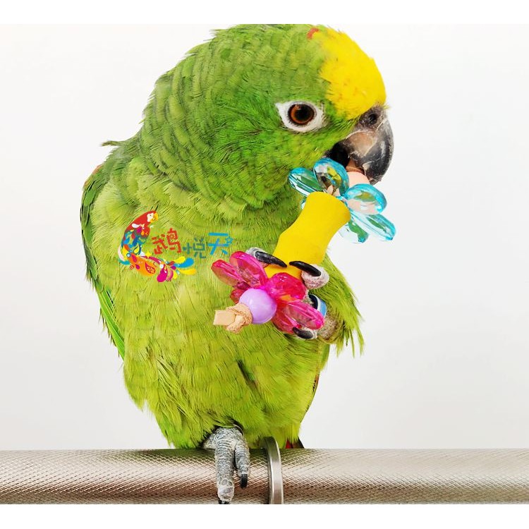 Mainan Kaki Hewan Peliharaan Kecil Bahan Kayu Untuk Burung Beo