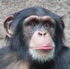 Brankas Model Buku Kamus / Security Dictionary Cash / Celengan / Kotak Perhiasan