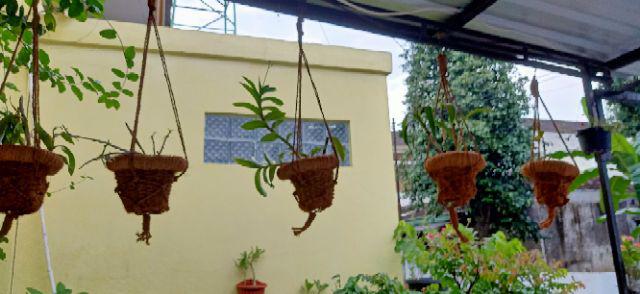 Media Tanam Moss Hitam Akar Kadaka E