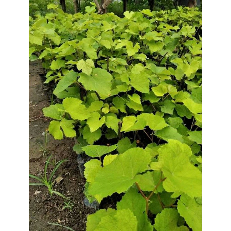 bibit anggur lokal hitam