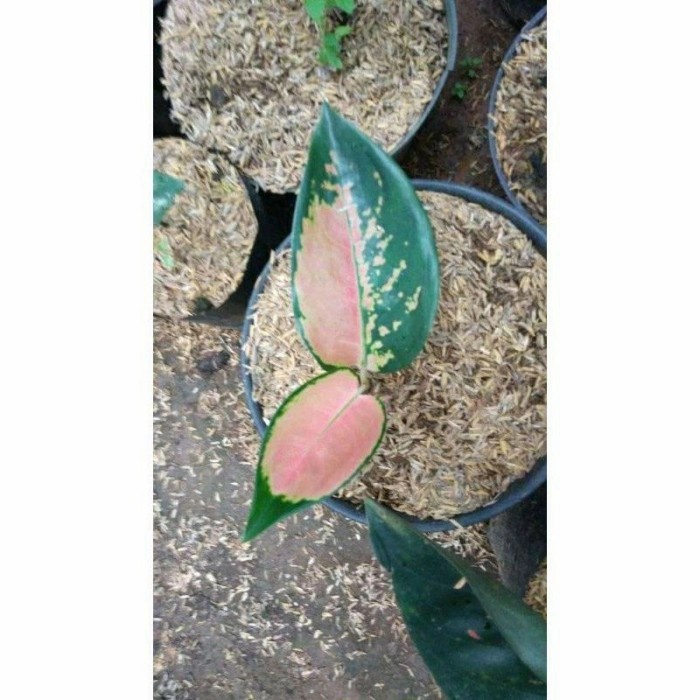 aglonema sultan brunei anakan