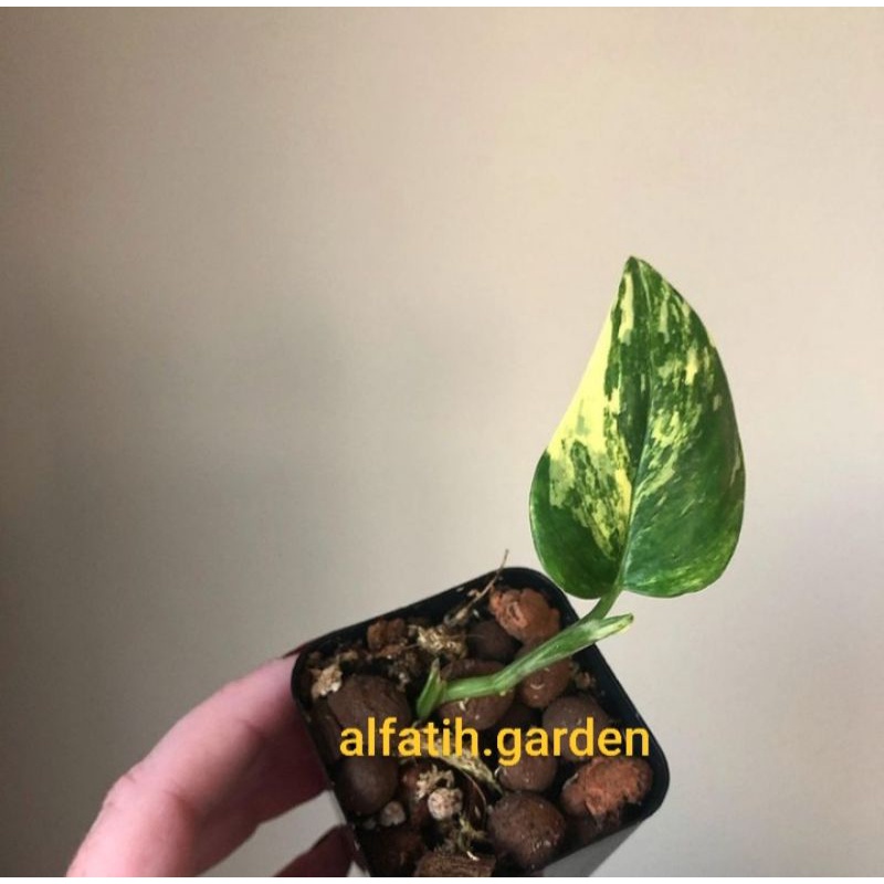 monstera standleyana varigata kuning / standleyana variegata yellow