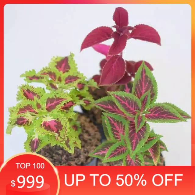 Jual tanaman hias miana - paket 3 tanaman miana - hiasan taman - miana