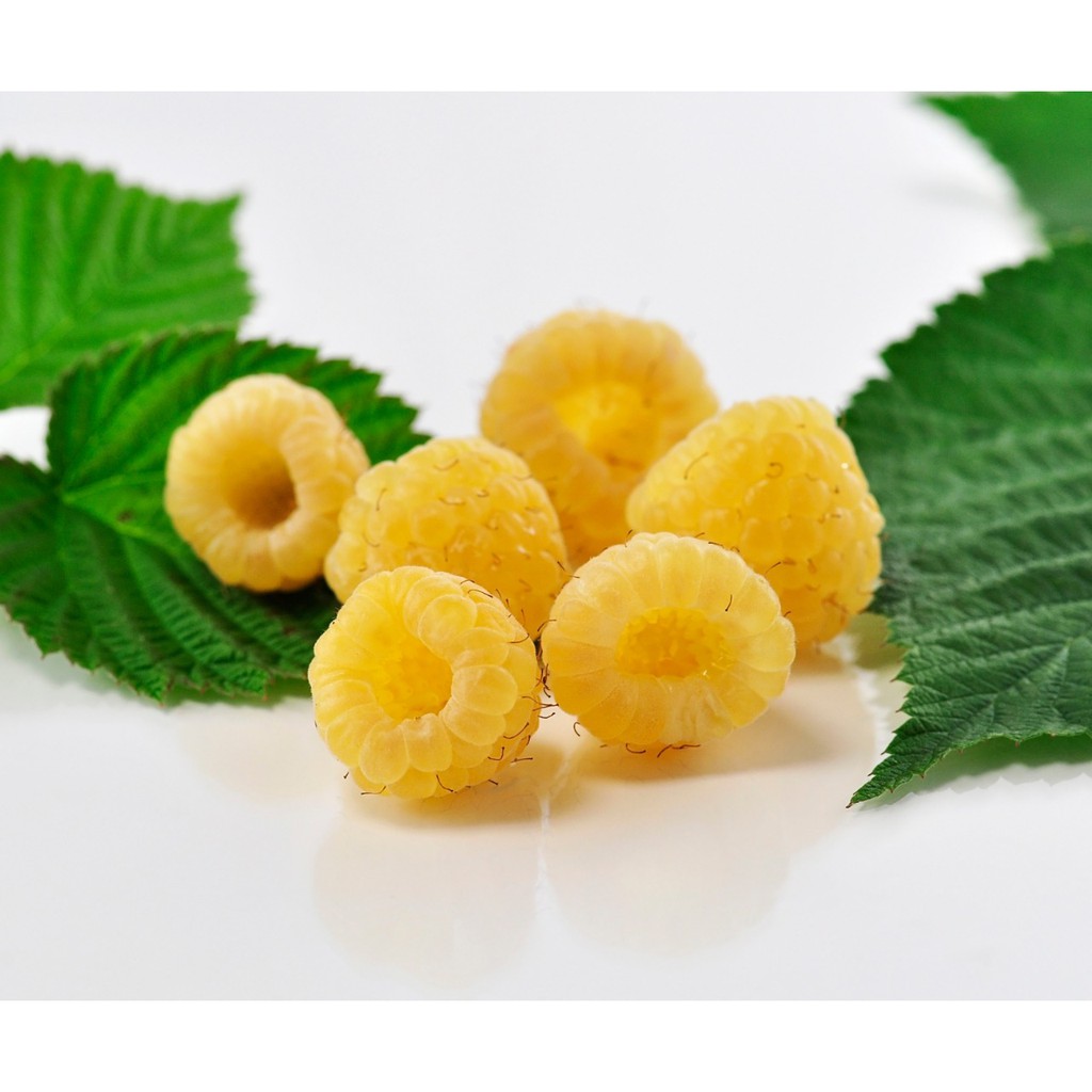 Bibit Benih Biji Buah Raspberry Yellow - Buah Raspberry Kuning - Benih Buah Raspberry Kuning - COD