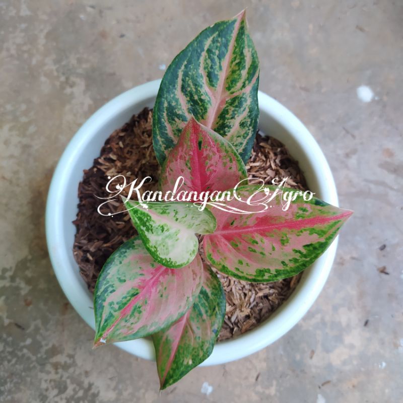 Aglonema Light Of Diamond / LOD