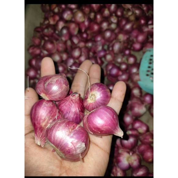 

Bawang Merah Murah 250 gram