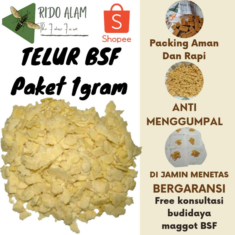 Telur lalat bsf per gram telur maggot bsf berkwalitas termurah