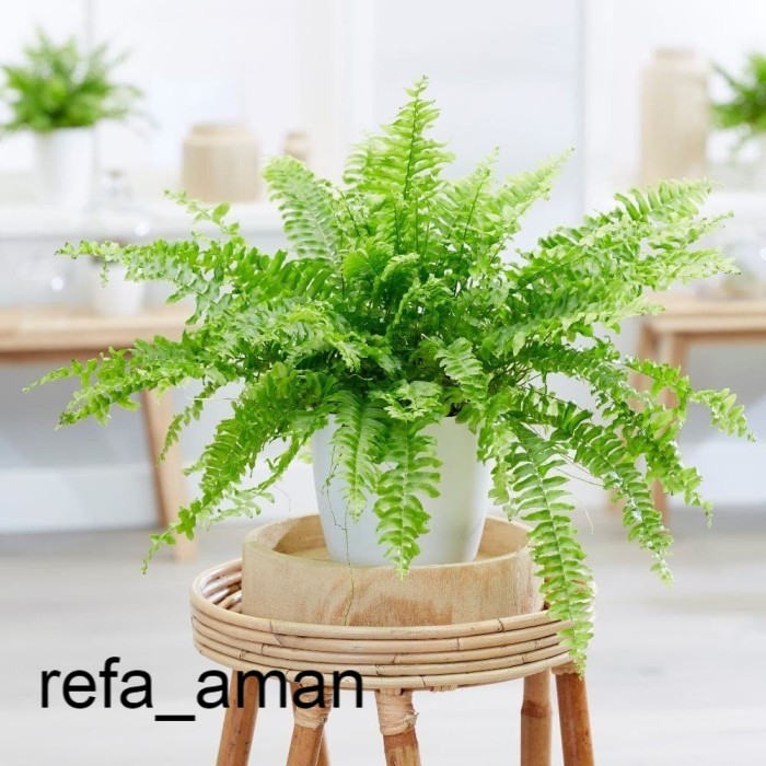 Tanaman Gantung Indoor PakisKelabang Hias Bibit Tanaman Indoor Gantung