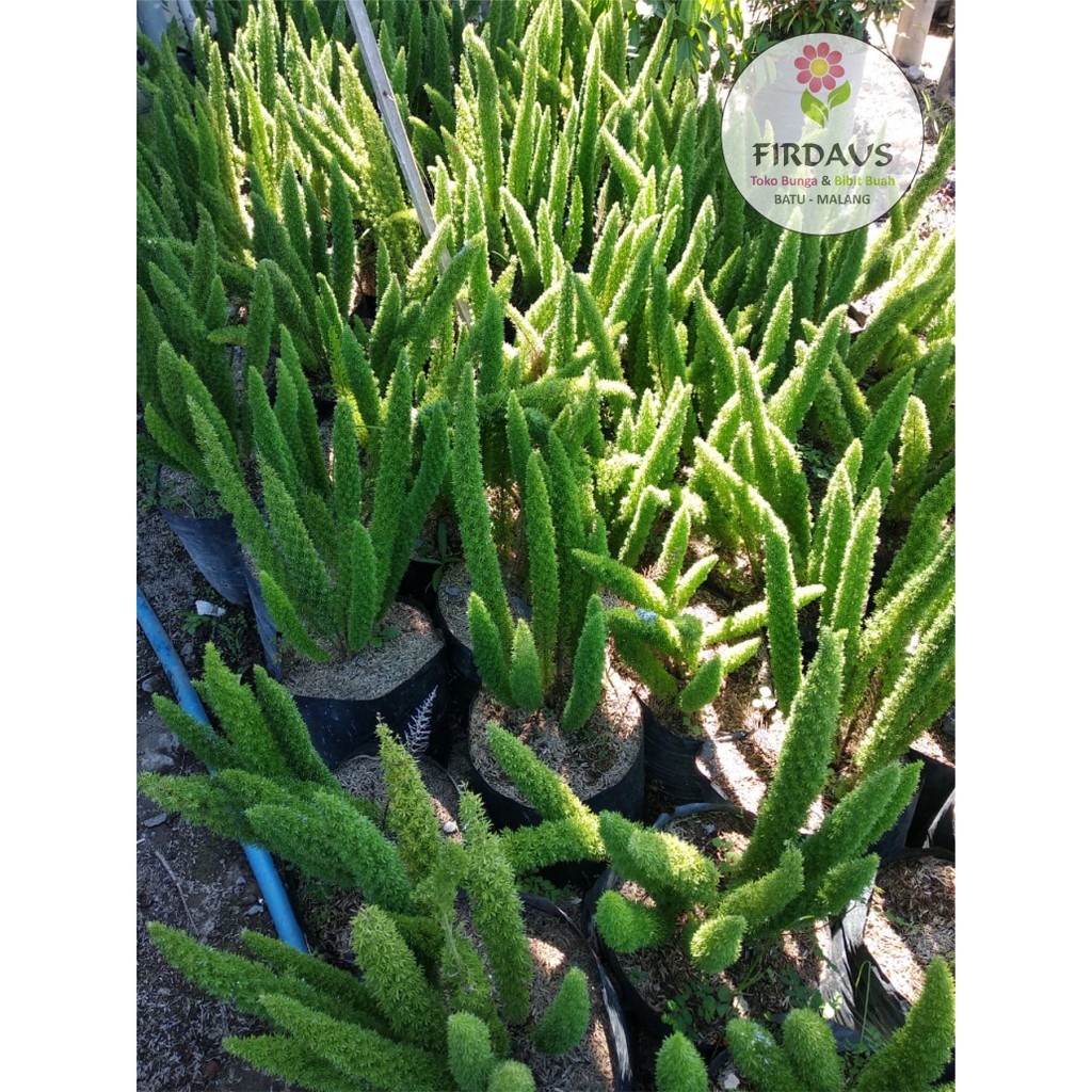 Tanaman Ekor Tupai Besar dan rimbun / 1pcs / 700gram